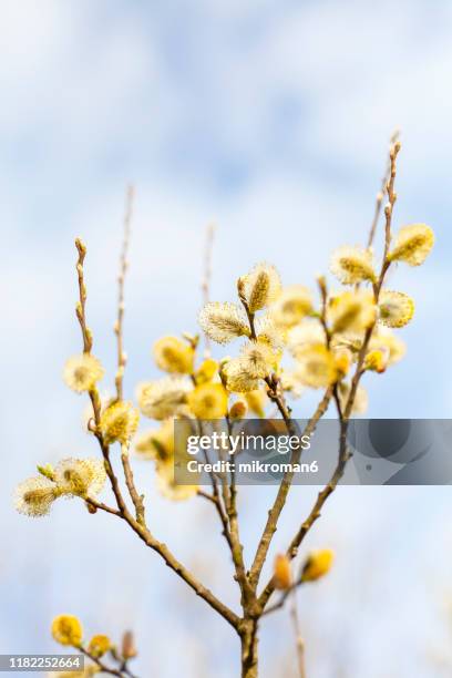catkins on branch. first signs of spring - weidekätzchen stock-fotos und bilder