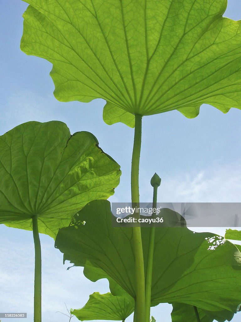 Green under blue sky