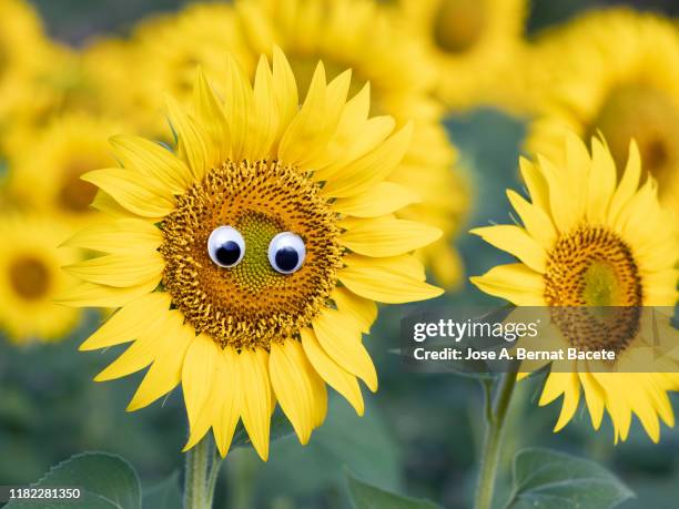 drawing of a face and smiling eyes on a sunflower flower. - google eyes stock pictures, royalty-free photos & images