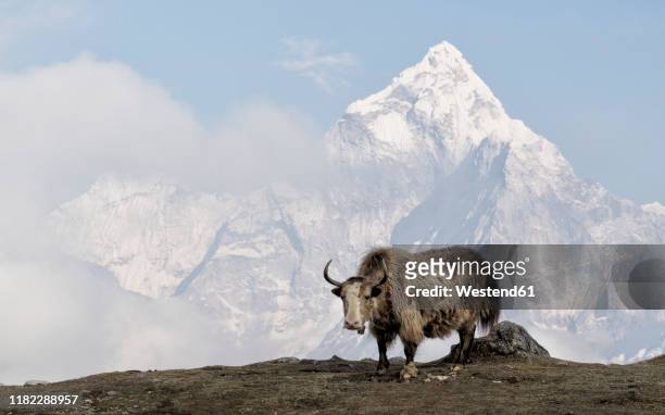 yak, sagarmatha national park, everest base camp trek, nepal - sagarmāthā national park stock-fotos und bilder