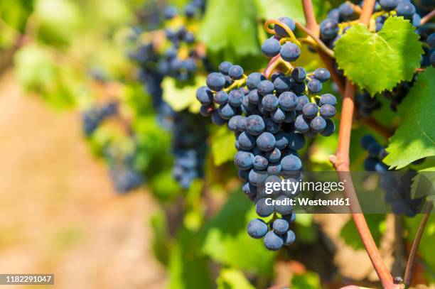 germany, rhineland-palatinate, mayschoss, ahr valley, vine stock, blue grape, close up - grapes on vine stockfoto's en -beelden