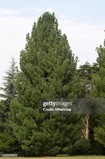 white pine tree, pinus strobus - pinus strobus stock pictures, royalty-free photos & images