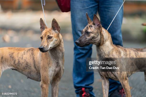 Native American Ridgeback Phu Quoc Ridgeback Photos and Premium High Res Pictures - Getty Images