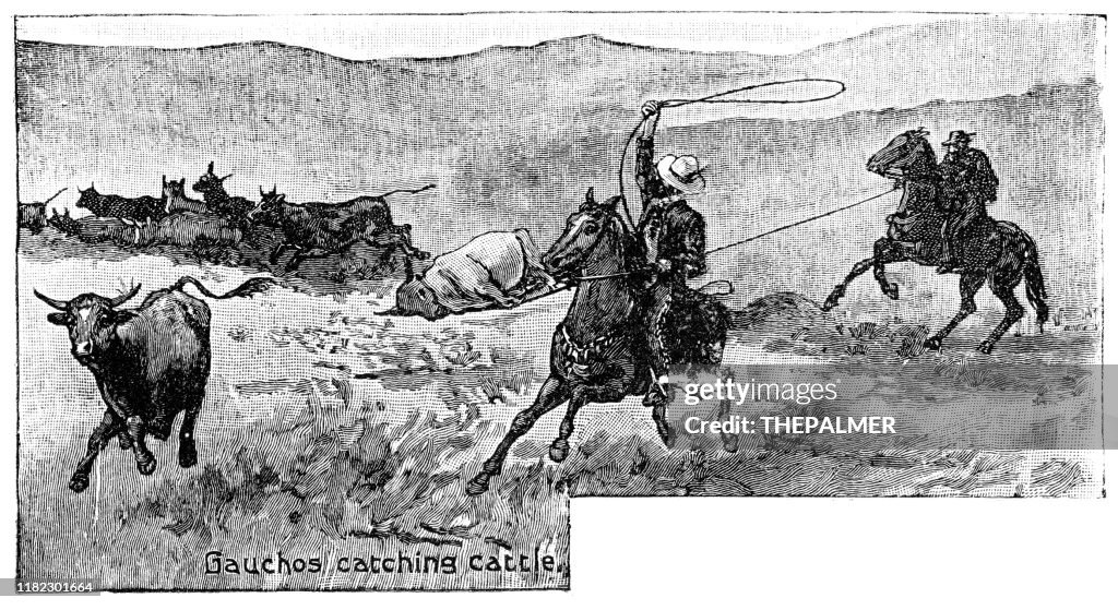 Lassoing cattle engraving 1899