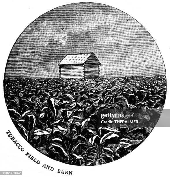 ilustrações de stock, clip art, desenhos animados e ícones de tobbaco field and barn engraving 1899 - colheita de tabaco