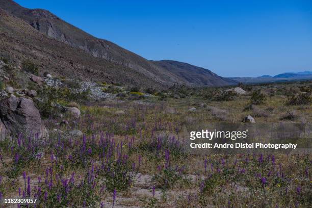 anza borrego state park, ca, usa - california super bloom stock-fotos und bilder
