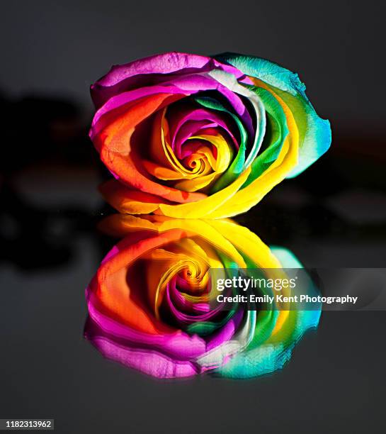 613 Emily Rosa Stock Photos, High-Res Pictures, and Images - Getty Images