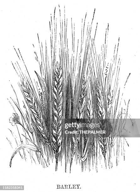 barley engraving 1869 - barley stock illustrations