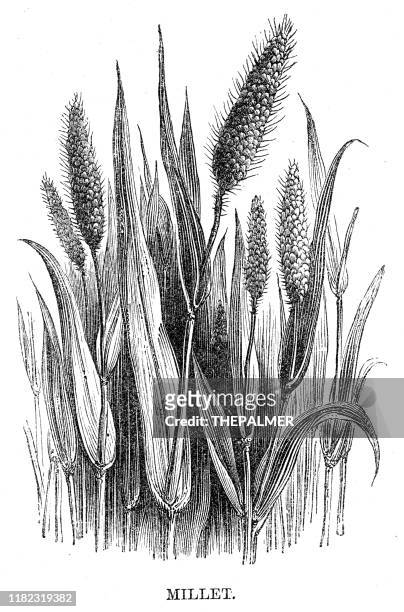 millet grain engraving 1869 - millet stock illustrations
