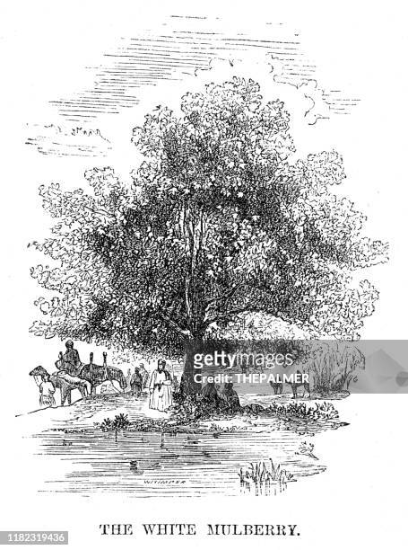 weiße maulbeergravur 1869 - maulbeerbaum stock-grafiken, -clipart, -cartoons und -symbole