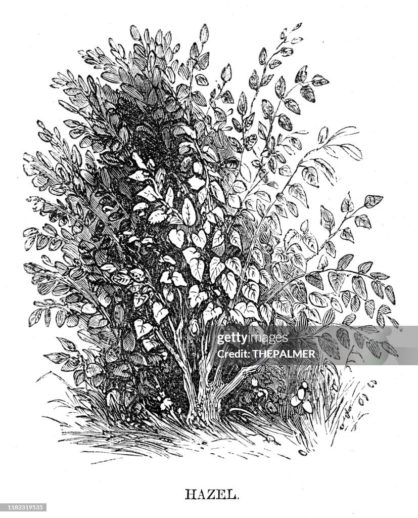 Grabado de árbol de hazel 1869