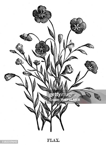 flax engraving 1869 - flax plant stock illustrations