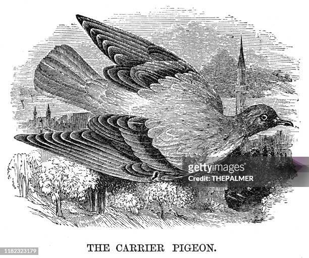 carrier pigeon bird engraving 1869 - homing pigeon stock illustrations
