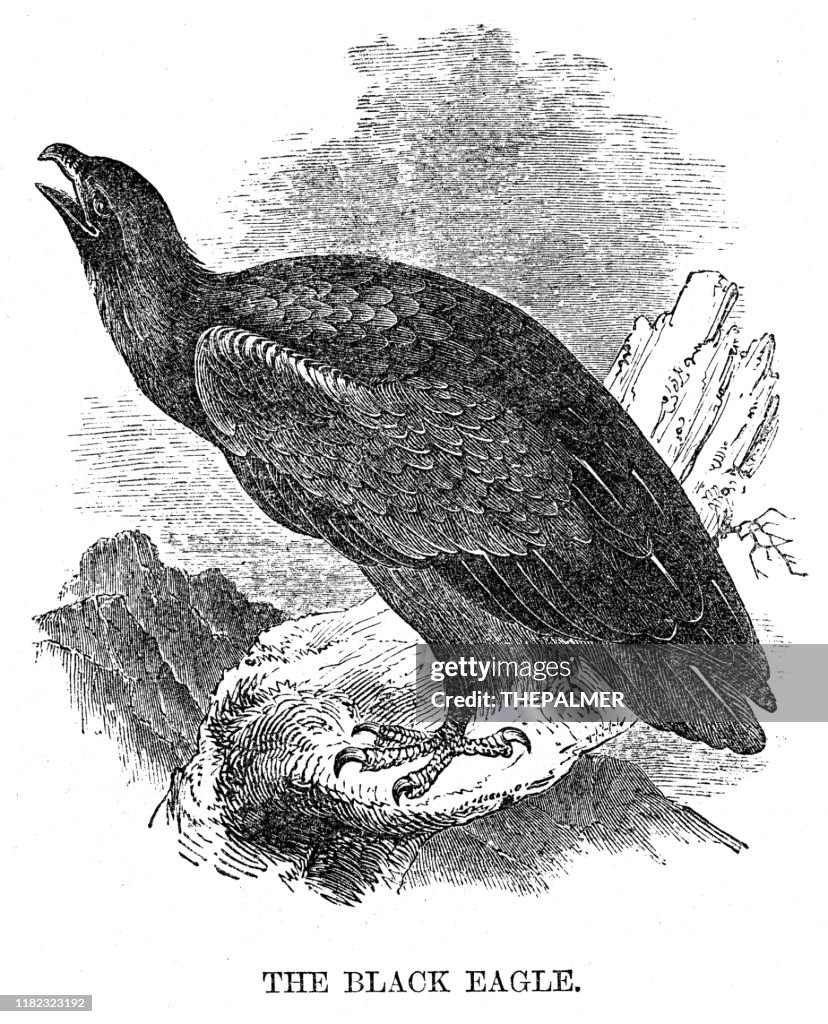 Black eagle bird engraving 1869