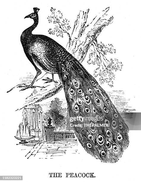 peacock bird engraving 1869 - peacock illustration stock illustrations