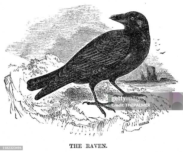 ilustraciones, imágenes clip art, dibujos animados e iconos de stock de grabado de pájaro cuervo 1869 - raven