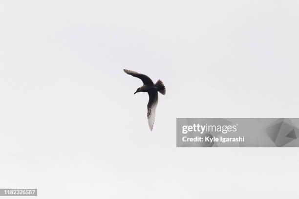 lone seagull in flight with wings spread - whidbey island bildbanksfoton och bilder