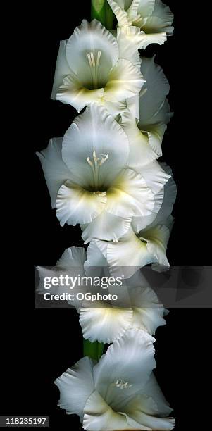 blanco gladiola, xxxl - gladiolus fotografías e imágenes de stock