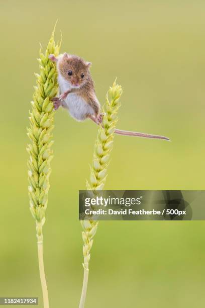 close-up of harvest mouse - wilde dieren stockfoto's en -beelden