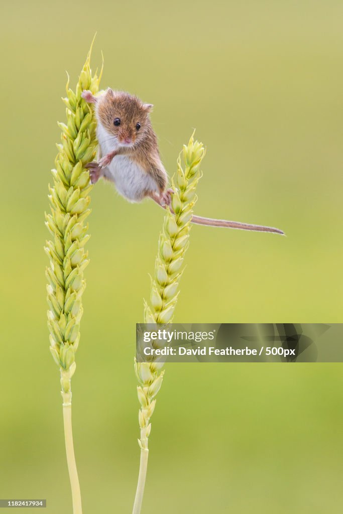 Close-up of Harvest Mouse