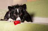 Beautiful border collie puppy stares at his Kong on the couch
