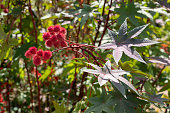 Ricinus communis or castor bean plant with red sees capsules