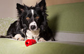 An adorable border collie puppy with his game on the couch