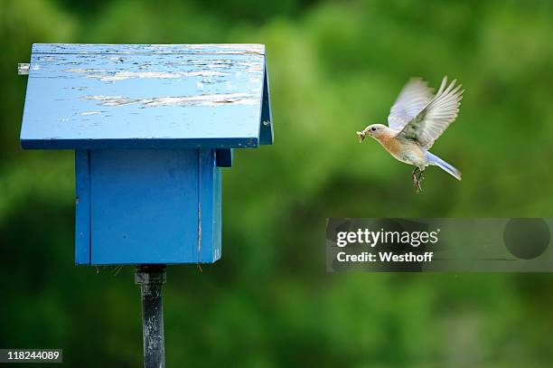 sialia sialis - bird house imagens e fotografias de stock