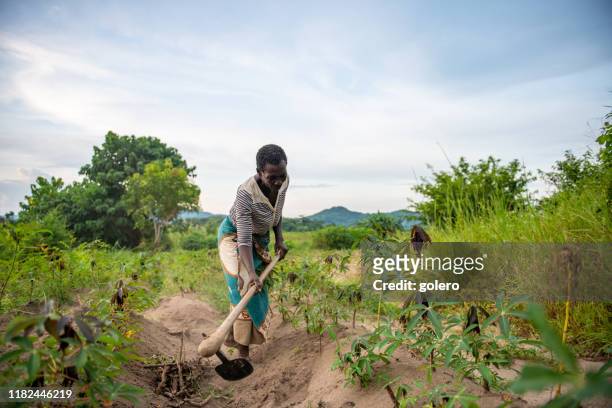 afrikaanse senior boer vrouw werken op maniok veld - africa farm stockfoto's en -beelden