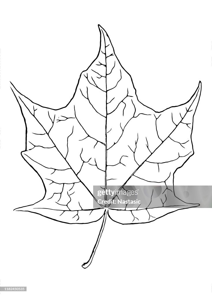 Acer platanoides, Norway maple leaf