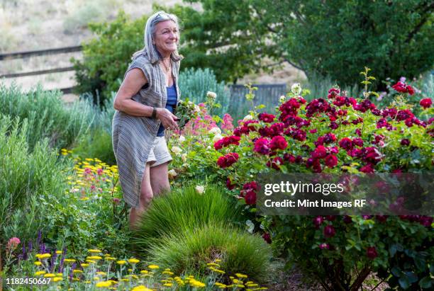 a senior adult, grandmother and her 5 year old grandson pruning roses in her garden - roses in garden bildbanksfoton och bilder