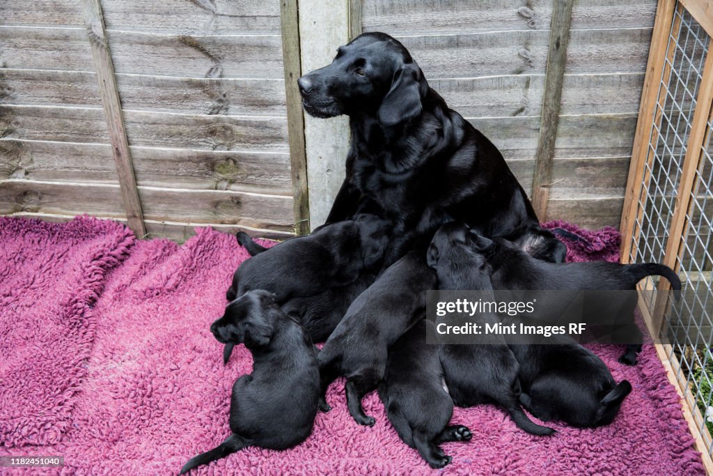 High angle view of Black Labrador nursing puppies.