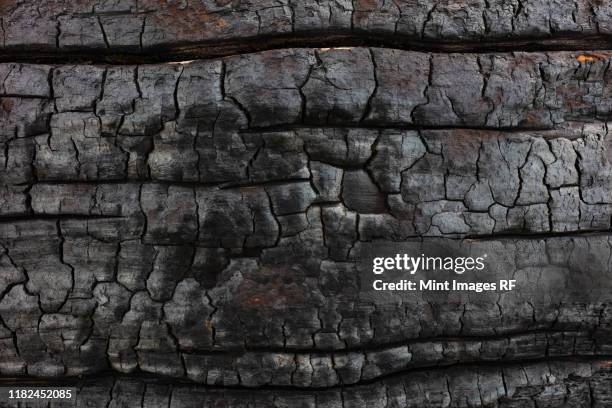 close up of burnt lodgepole pine tree from destructive forest fire. - burnt stockfoto's en -beelden