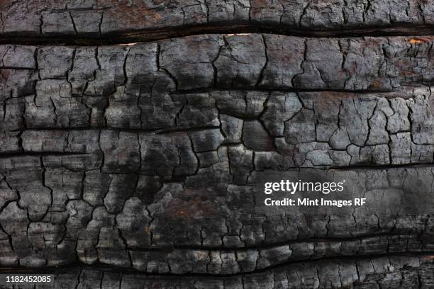 close up of burnt lodgepole pine tree from destructive forest fire. - tronco queimado imagens e fotografias de stock