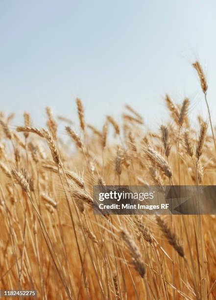 close up of summer wheat field, whitman county, palouse, washington, usa. - wheat stock-fotos und bilder