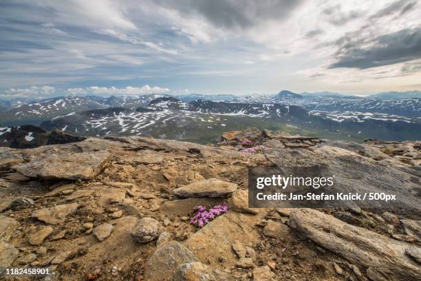 purple wildflowers on rocky ground with hills partially covered in snow in background - jan stefan knick stockfoto's en -beelden