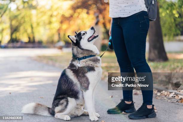 西伯利亞哈斯基和他的主人在公園裡 - 訓練犬 個照片及圖片檔