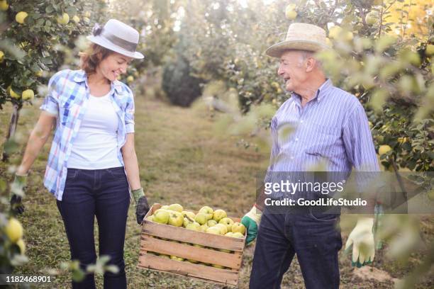 working in an orchard - orchard stock pictures, royalty-free photos & images