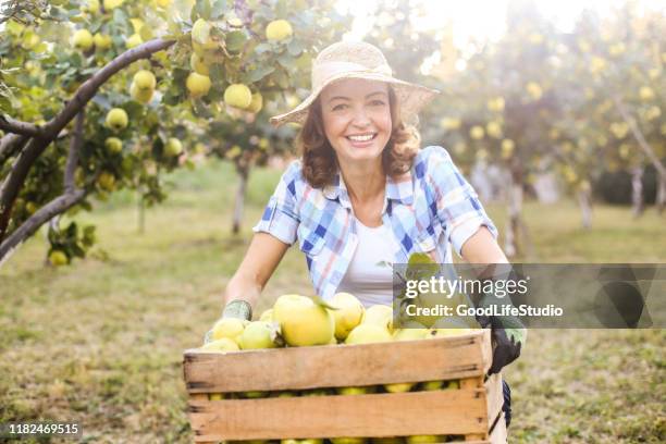 glimlachende vrouw die in een boomgaard werkt - kweepeer stockfoto's en -beelden