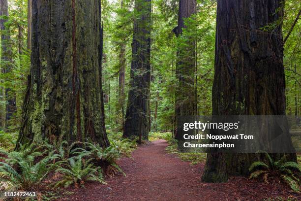 lady bird johnson grove trail, redwood national park, orick, california, usa - floresta de sequoias - fotografias e filmes do acervo