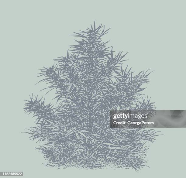 hemp plant cut out on white background - pot leaf isolated stock illustrations