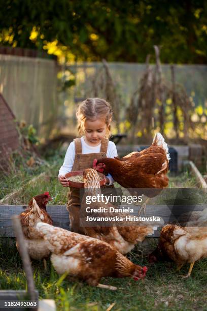 happy little girl in chicken farm - hen stock pictures, royalty-free photos & images