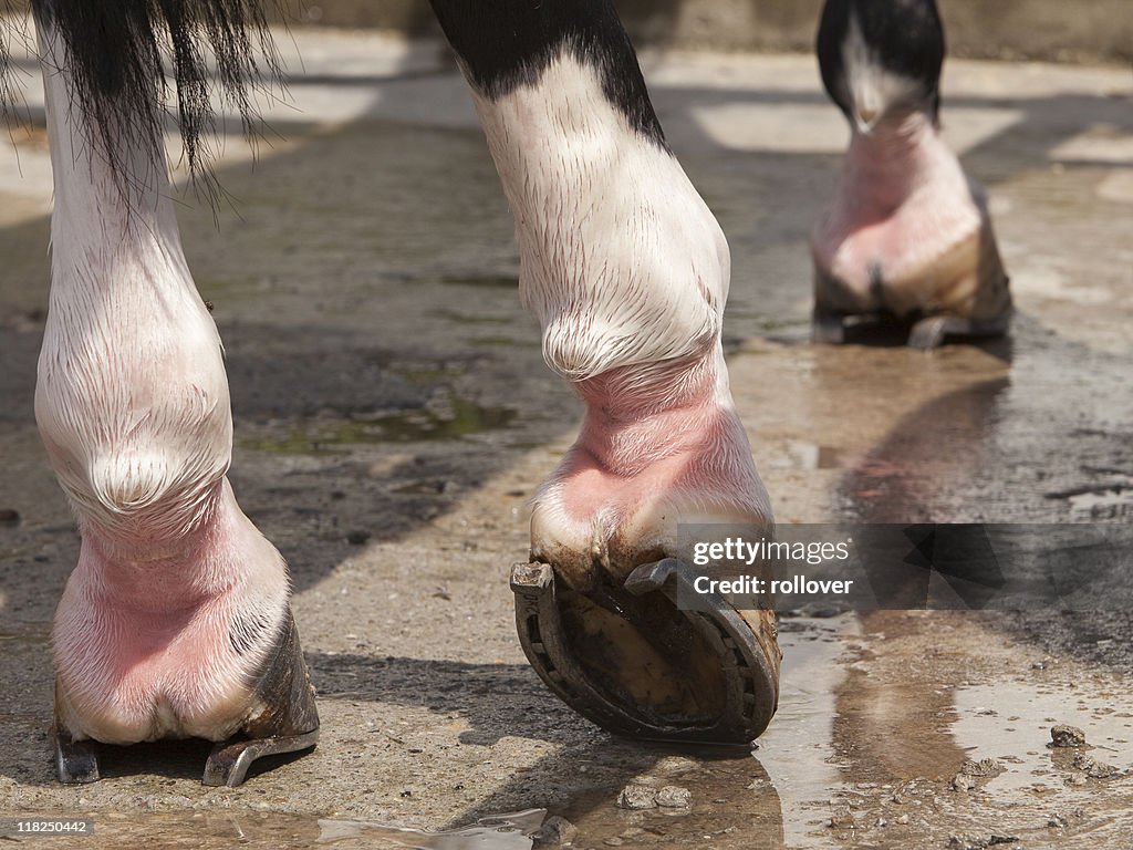 Close-up of horses legs