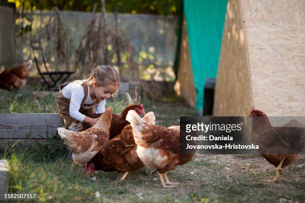 glücklich es, kleine mädchen in hühnerfarm - organic farm stock-fotos und bilder