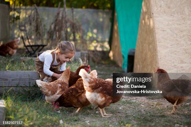 happy little girl in chicken farm - macedonia country stock pictures, royalty-free photos & images