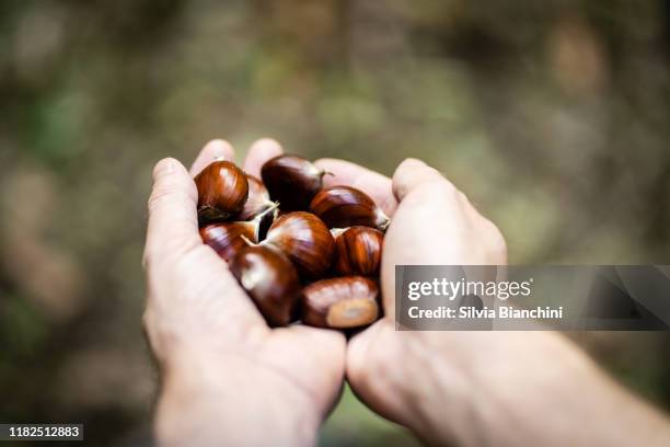 tenere in mano castagne fresche - castagno foto e immagini stock