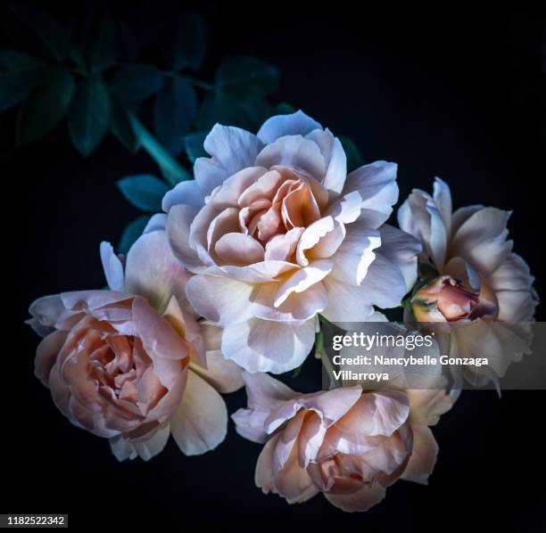 close up of a color-manipulated  bunch of rose flowers - single rose imagens e fotografias de stock