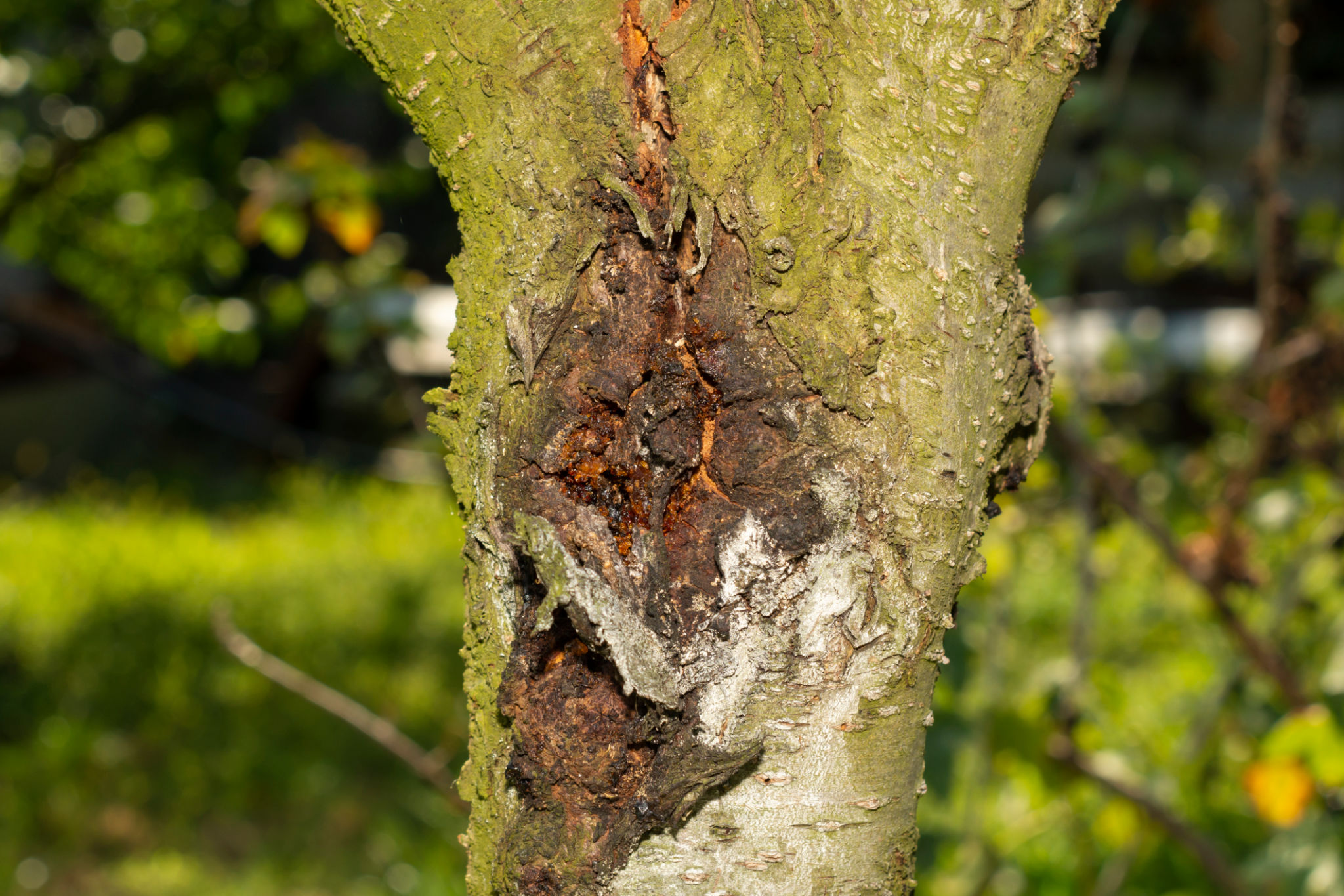 summer tree care