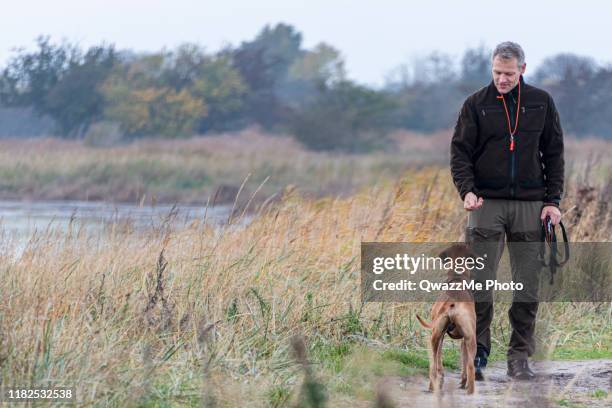 man giving a treat to his attentive dog - dragør amager stock pictures, royalty-free photos & images