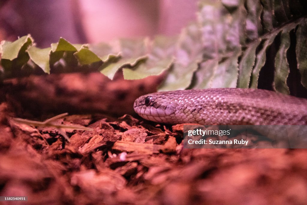 Hognose snake